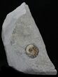 Promicroceras Ammonite - Dorset, England #30728-1